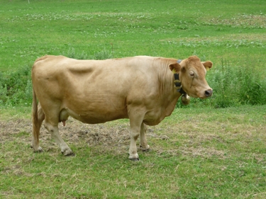 malownicza krowa