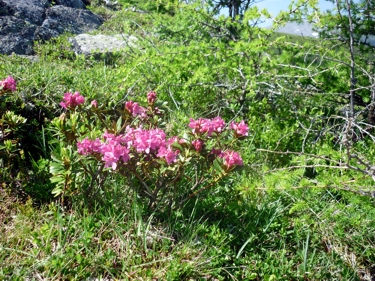 Rostblättrige Alpenrose