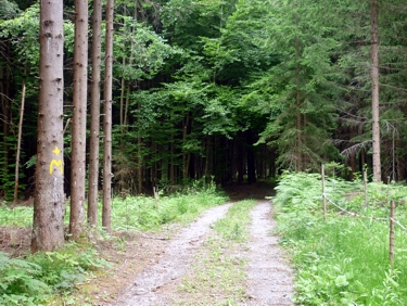droga w lesie