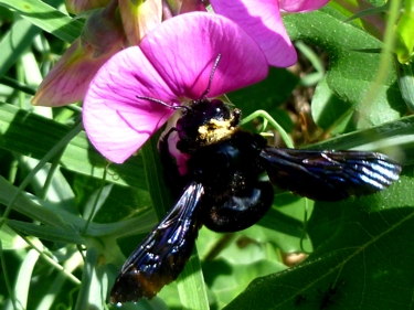 czarna pszczoła
