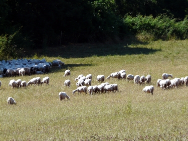 stado owiec